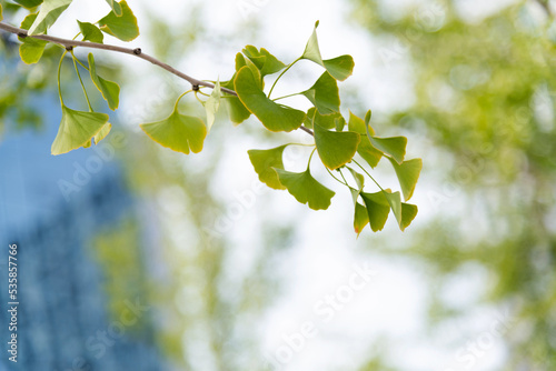 Yellow ginkgo leaves on the branch