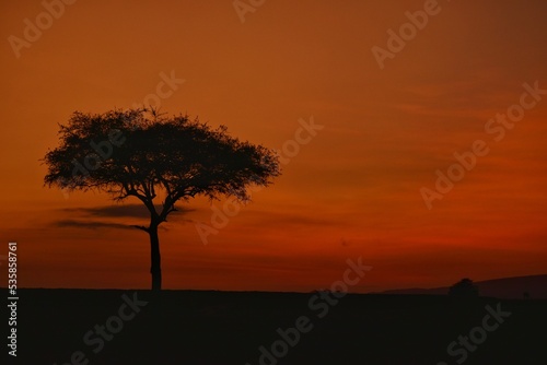 Fototapeta Naklejka Na Ścianę i Meble -  Silhouette of tree on the foreground of red African sunrise 