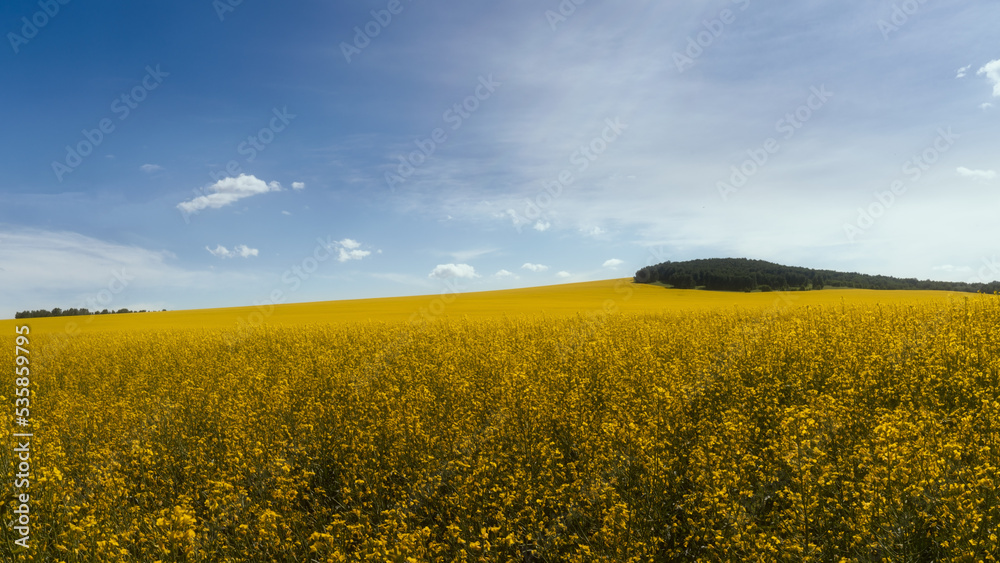 A field of yellow flowers in summer