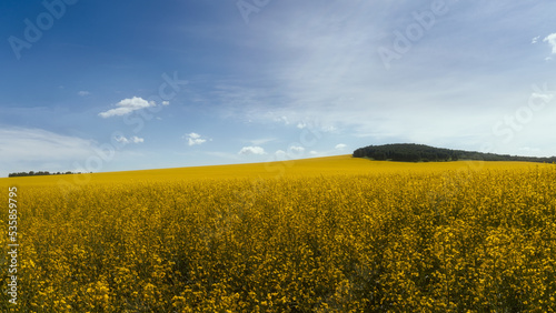 A field of yellow flowers in summer