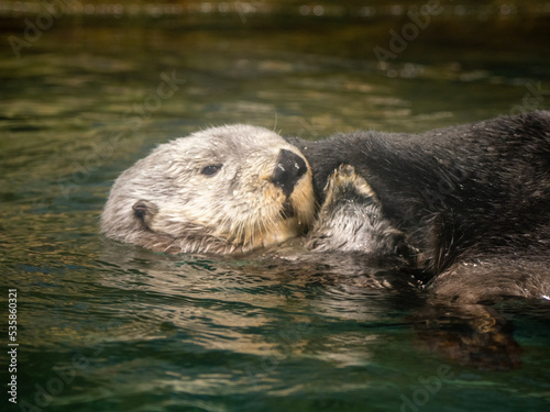 sea ​​otter on the rock © Deeeesukeeee