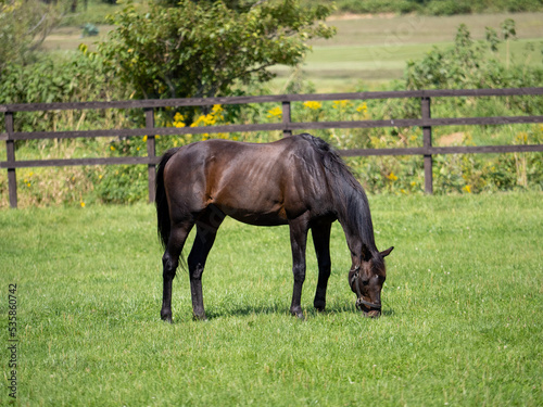 horse and foal