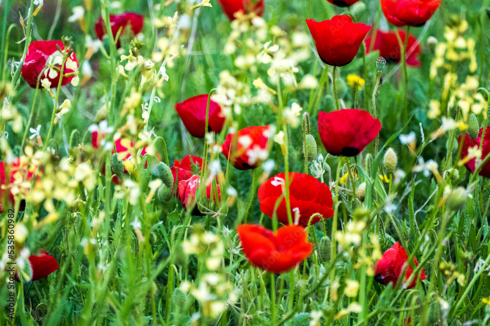 Poppy flower in the greenery nature field Poppy flower in the greenery nature field