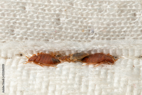 Bedbugs hiding in the crease of the mattress macro