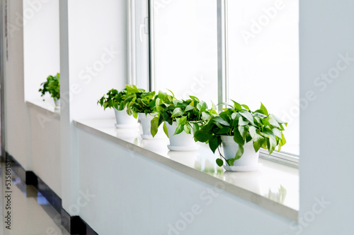 Fotografie Some pots of epipremnum aureum on windowsill
