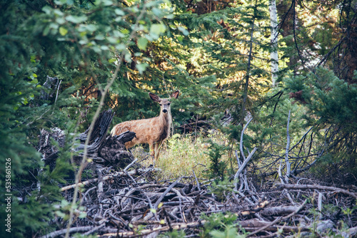 Colorado Deer