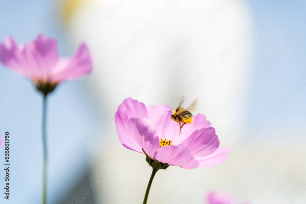 Obraz premium Honey bee collecting pollen on cosmos flower