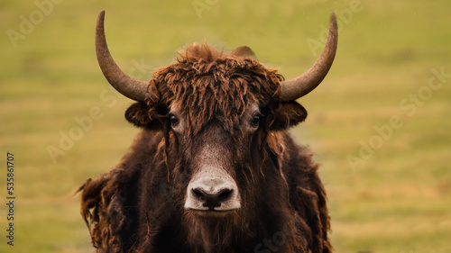 Portrait of an adult yak. The bison is brown. Profile. Big horns. Free grazing. Close-up. The head of a yak close-up.