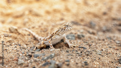 portrait of a lizard in the desert