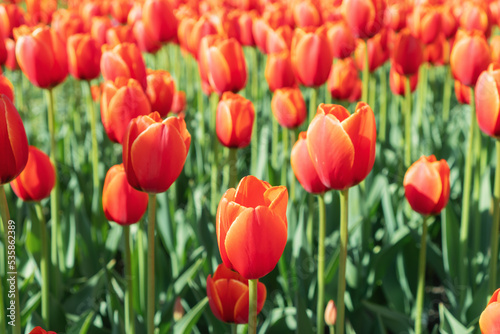 Beautiful floral background with red tulips blooming on flower field.