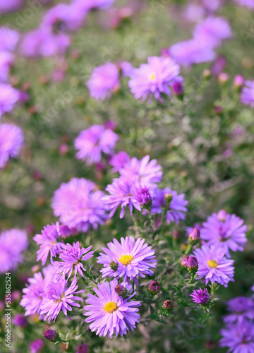 Beautiful close-up of aster amellus flowers