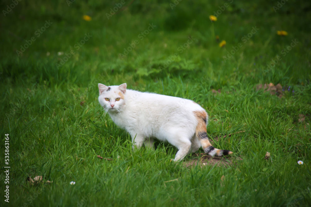 Portrait einer freien Dorfkatze. Eine stromernde Katze.