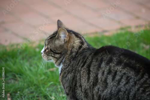 Portrait einer freien Dorfkatze. Eine stromernde Katze. photo