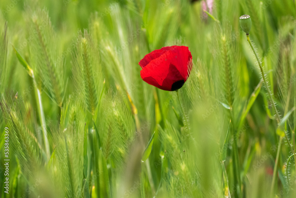 Poppy flower in the greenery nature field Poppy flower in the greenery nature field