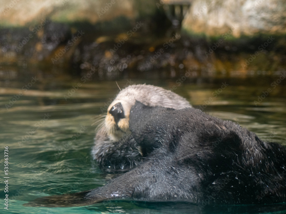 Naklejka premium sea otter in the water