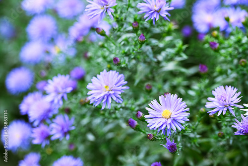 Beautiful close-up of aster amellus