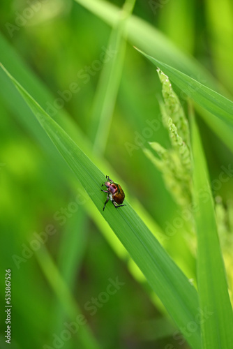 closeup the dark brown color Aconcagua man ca beetle insect hold on paddy plant leaf soft focus natural green brown background.
