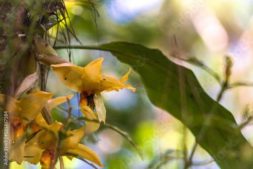 orquídeas en su hábitat photo