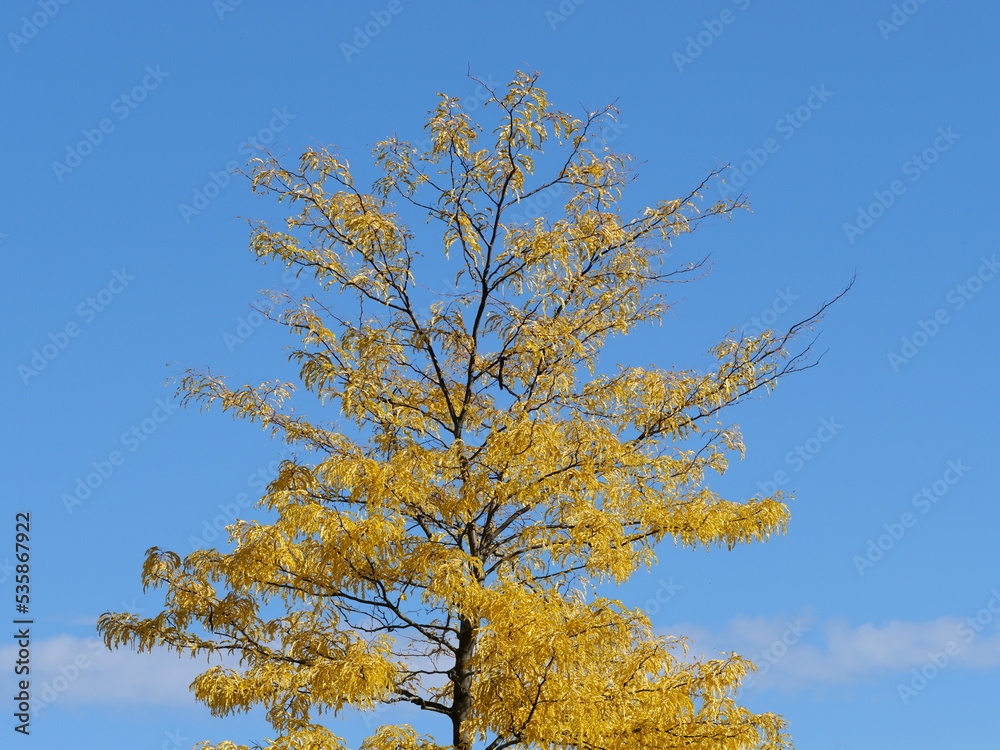 Tree with yellow autumn leaves against a blue sky Tree with yellow autumn leaves against a blue sky