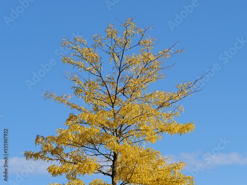 Tree with yellow autumn leaves against a blue sky
