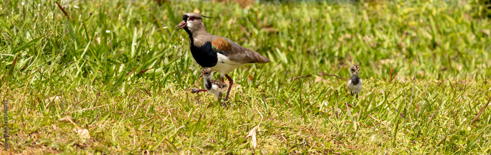 Obraz premium Photograph of a beautiful Southern lapwing.