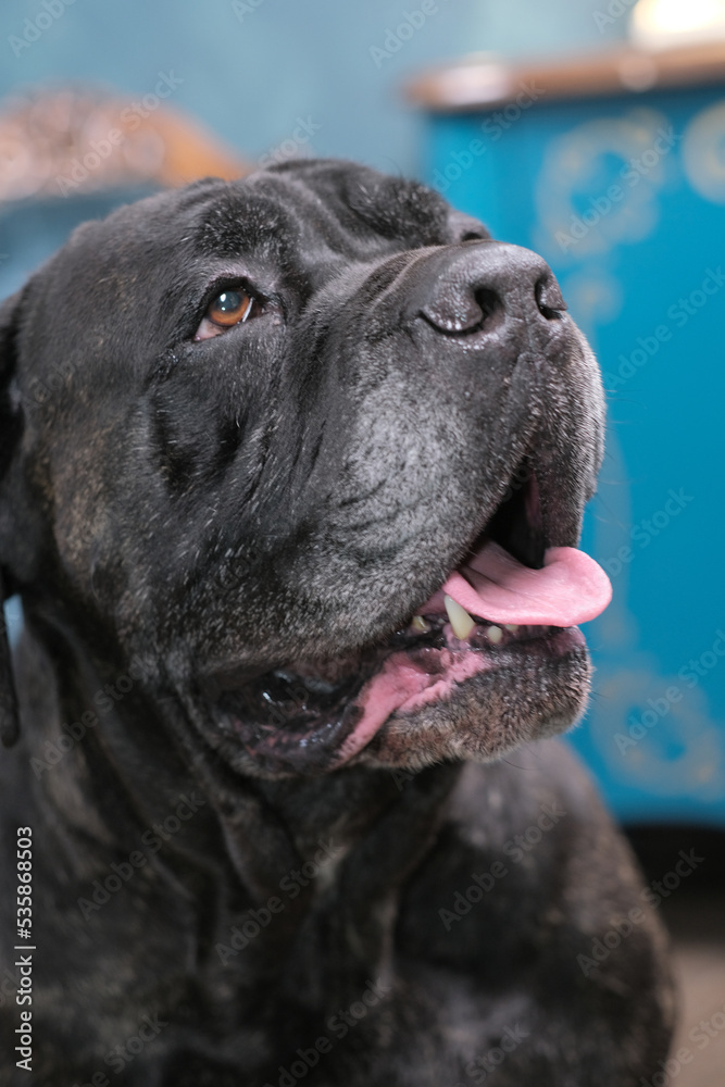 Six-year-old male Italian Cane Corso Six-year-old male Italian Cane Corso