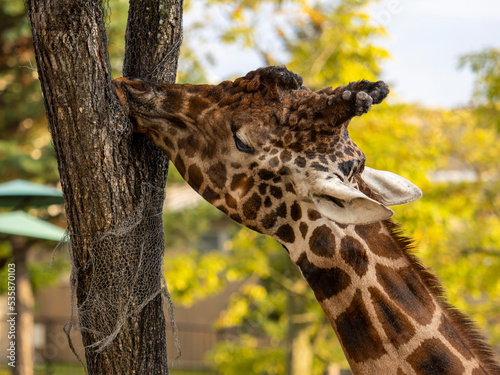 Canvas Print giraffe in the zoo