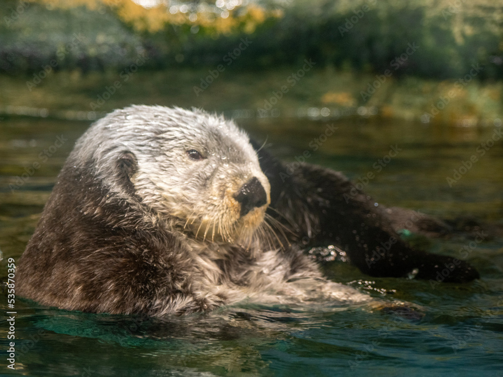 Fototapeta premium sea ​​otter swimming