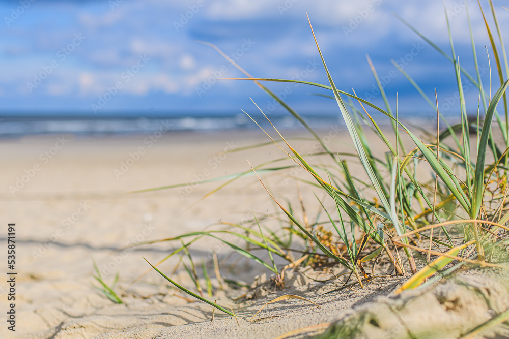 Fototapeta premium trawa na plaży