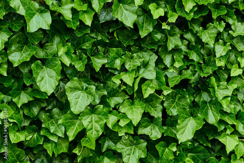 Background of leaves. Ivy Hedera helix