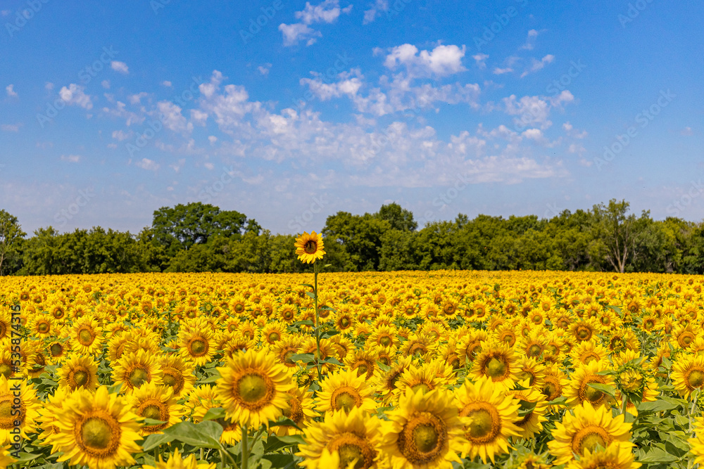 Naklejka premium Standing Out Sunflower