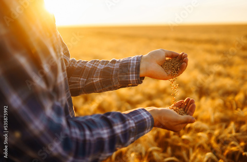 Farmers hands pour grain into field from hand to hand. Agriculture, gardening or ecology concept. © maxbelchenko