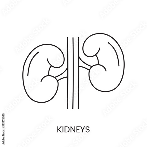 Human kidneys are an anatomical icon line in a vector, an illustration of the internal organ of the urinary system.