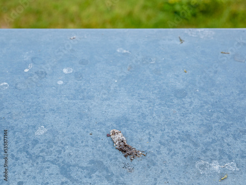 Bird droppings on a tin window sill
