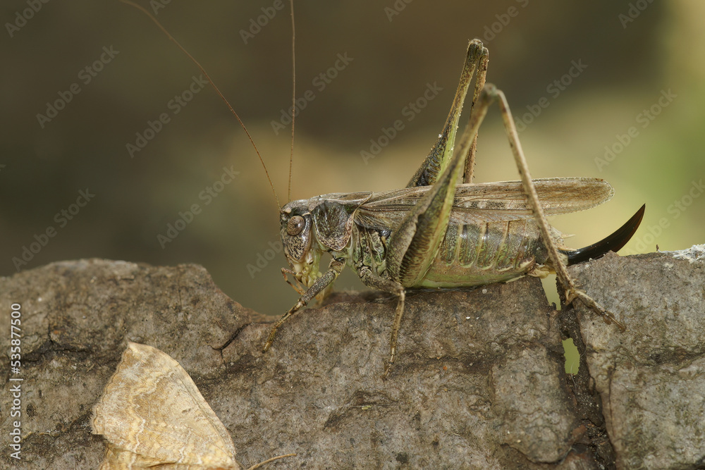 Closeup on the rare aand endangered Grey Bush-cricket, Platycleis albopunctata Closeup on the rare aand endangered Grey Bush-cricket, Platycleis albopunctata