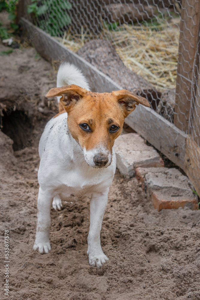 Brown and white Jack Russell terrier dog digging a hole, Cape Town, South Africa