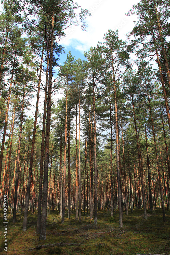 green wild pine tree forest