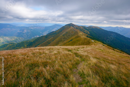 carpathian mountains on an autumn day. stremenis peak in the distance beneath a cloudy sky. grassy alpine ridge with coniferous forest on the hills