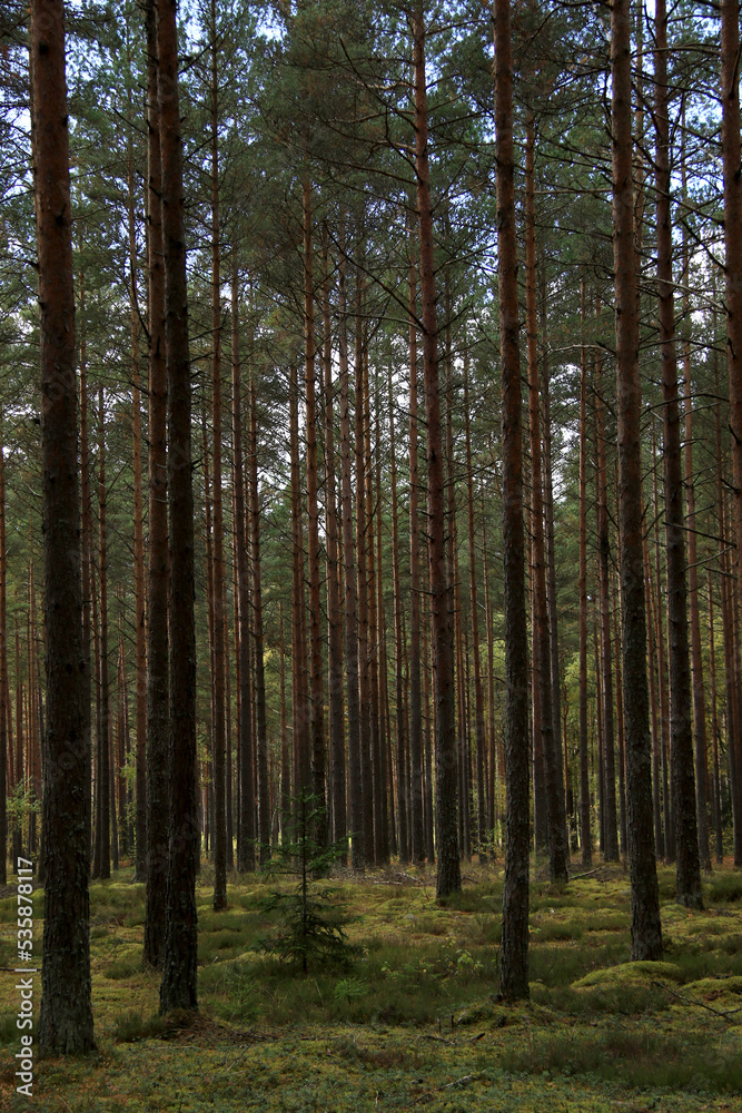 green wild pine tree forest