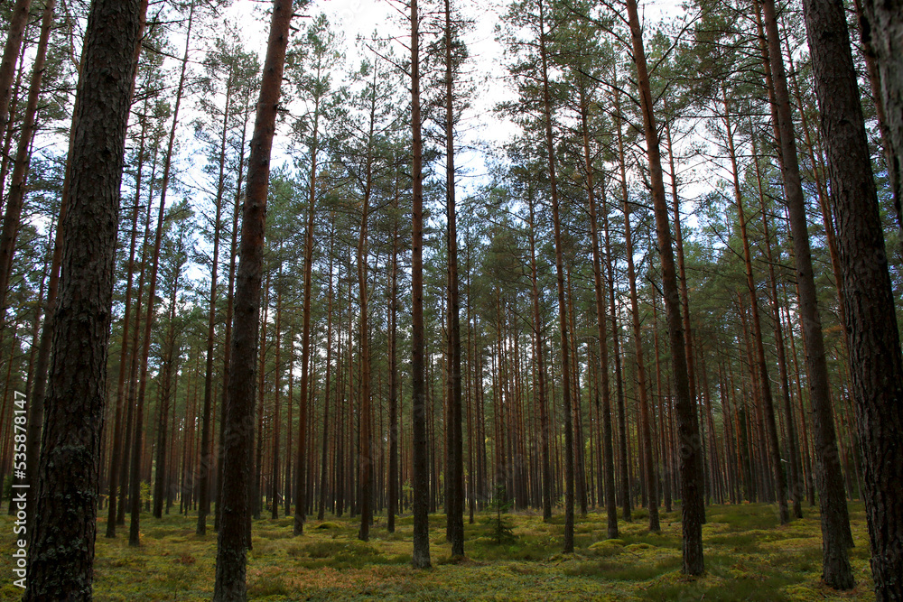 green wild pine tree forest