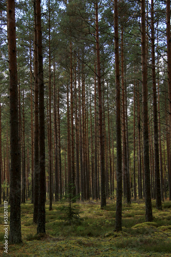 green wild pine tree forest © Iveta