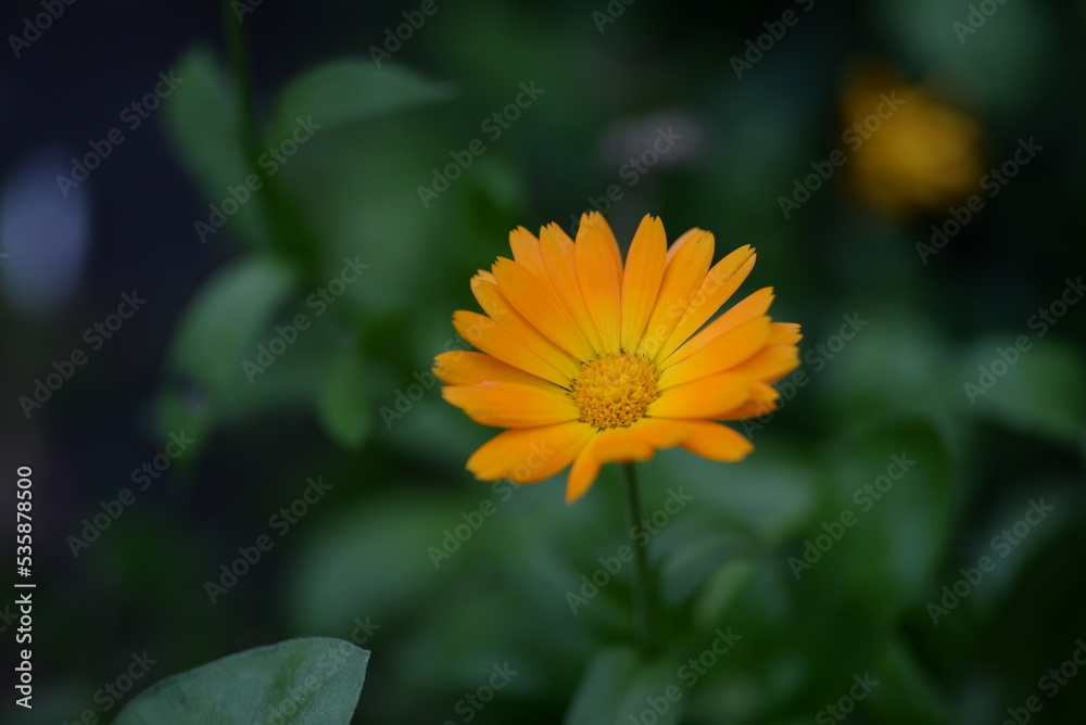 orange yellow marigold flowers,
calendula buds close-up on a background of green leaves marigold green background, texture of leaves and flowers, be green, medicinal plants, ingredient, cosmetology orange yellow marigold flowers,
calendula buds close-up on a background of green leaves marigold green background, texture of leaves and flowers, be green, medicinal plants, ingredient, cosmetology