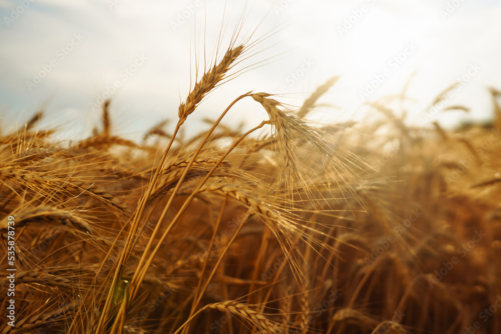 Fototapeta premium Gold wheat field. Growth nature harvest. Agriculture farm.