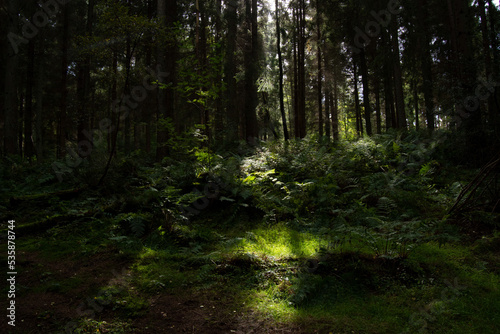 forest, wood in the morning green plants 