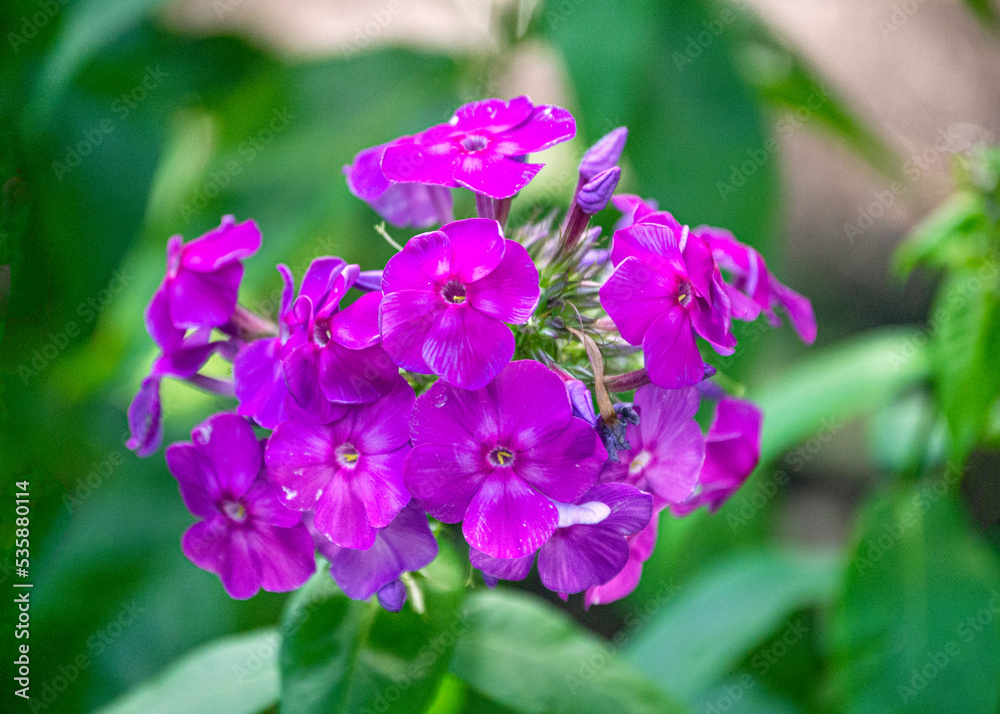 Phlox flower with purple flowers in the garden.
