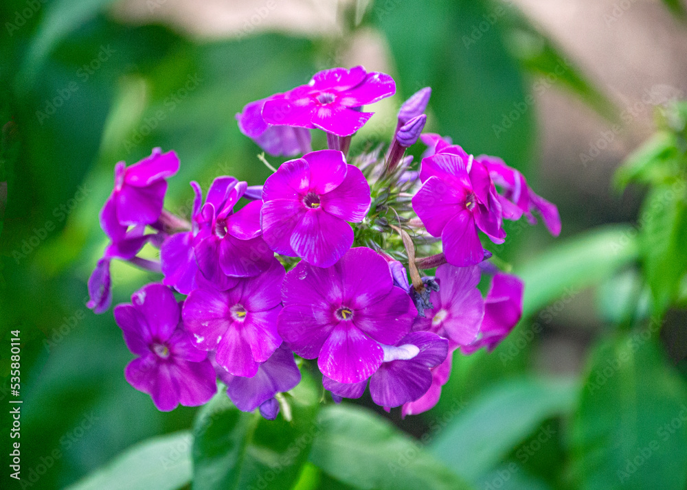 Phlox flower with purple flowers in the garden. Phlox flower with purple flowers in the garden.