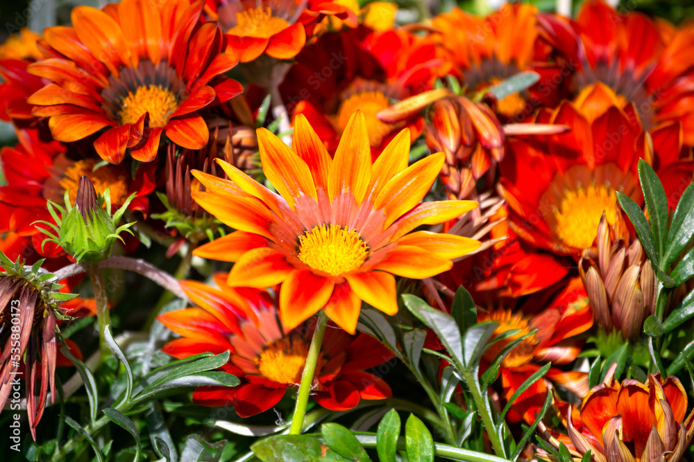 Orange flowers similar to gerberas in the garden. Orange flowers similar to gerberas in the garden.