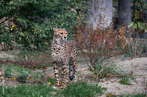 cheetah  Acinonyx jubatus  nice portrait