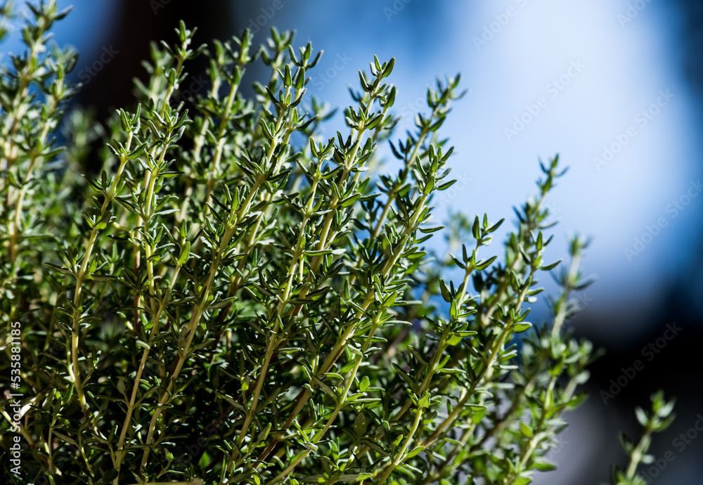 Herb kitchen spices thyme food ingredient fresh plant Herb kitchen spices thyme food ingredient fresh plant