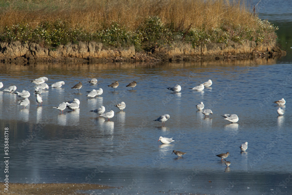 a flock of Gulls standing in shallow blue still water